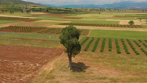 Alone tree in field and clouds. Aerial shoot. 動画素材 135389339