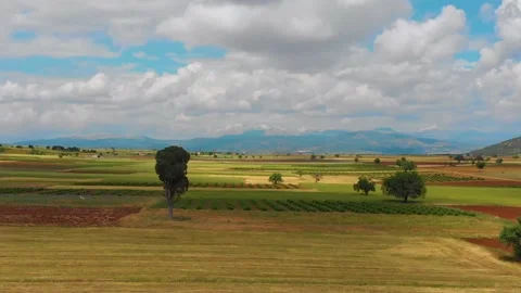 Alone tree in field and clouds. Aerial shoot. Stock Footage 135400742