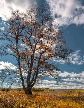 Alone tree at the field with blue sky, autumn, Mari El, Russia Stock Photos