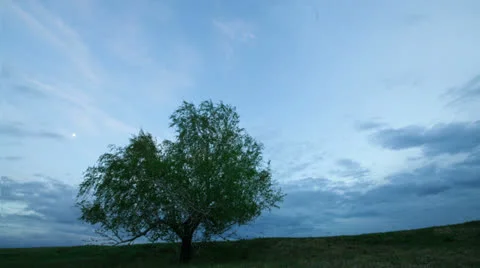 Alone tree in field Stock-Footage 24659095