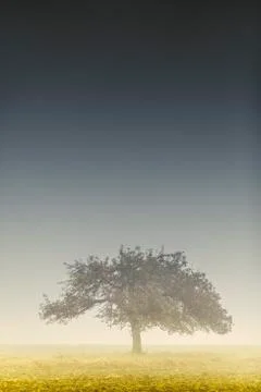 Alone tree on field 스톡 사진