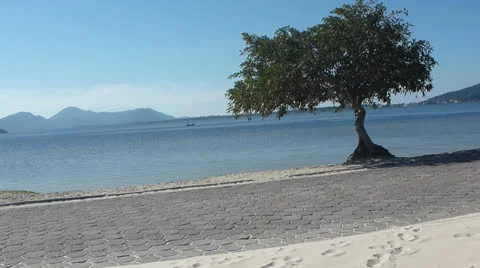 Alone Tree Video stock 23314980