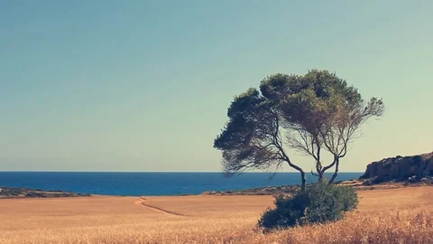 Alone tree Video stock 82429207