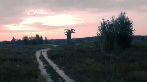 Alone tree Stock Footage 96148571