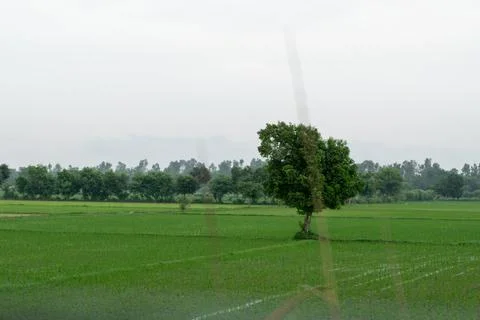 Alone tree in grass field Stock Photos