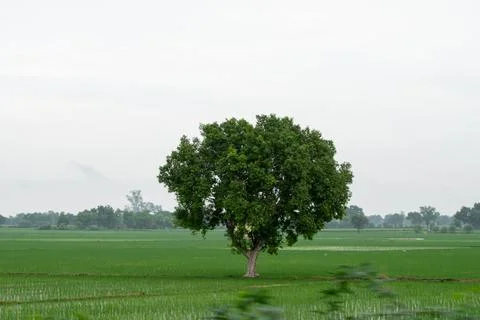 Alone tree in grass field Stock Photos