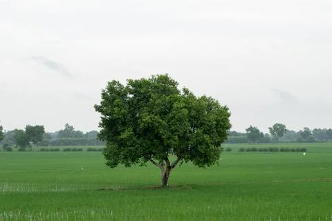 Alone tree in grass field Stock Photos