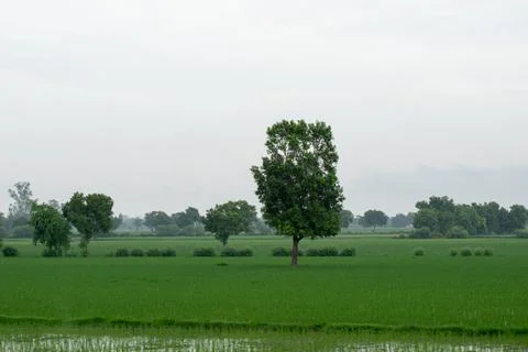 Alone tree in grass field Stock Photos