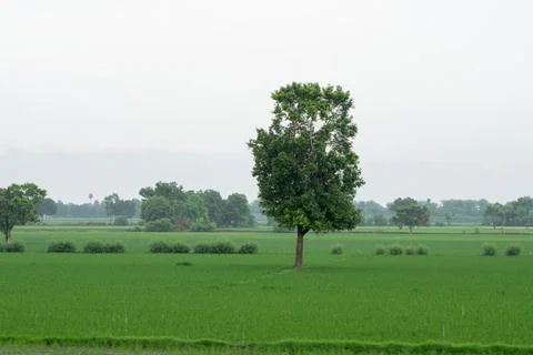 Alone tree in grass field Stock Photos
