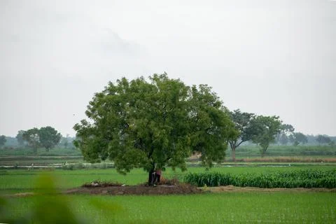 Alone tree in grass field Foto stock