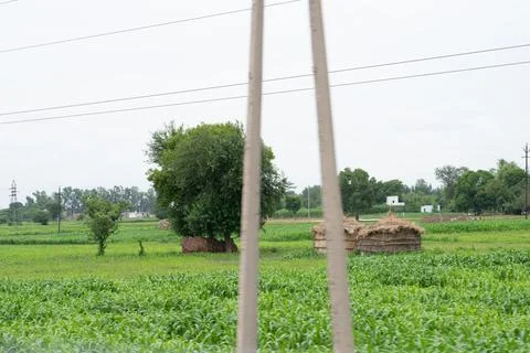 Alone tree in grass field Stock Photos