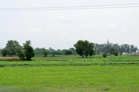 Alone tree in grass field Stock Photos