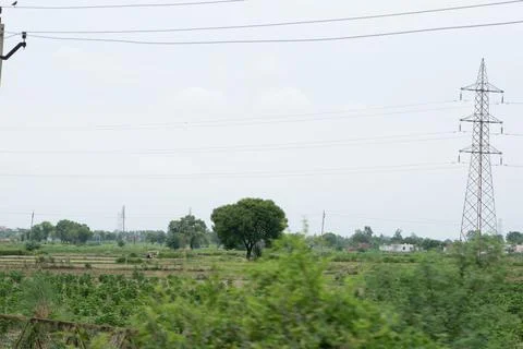 Alone tree in grass field Stock Photos