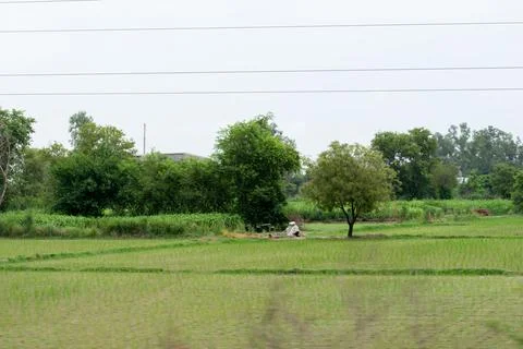 Alone tree in grass field Stock Photos