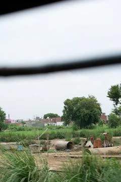 Alone tree in grass field Stock Photos