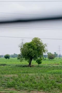 Alone tree in grass field Stock Photos