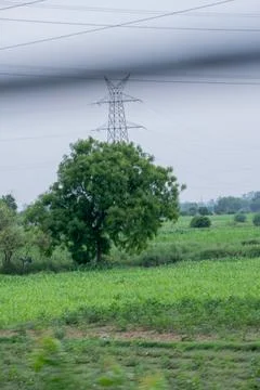 Alone tree in grass field Stock Photos
