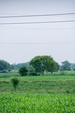 Alone tree in grass field Stock Photos