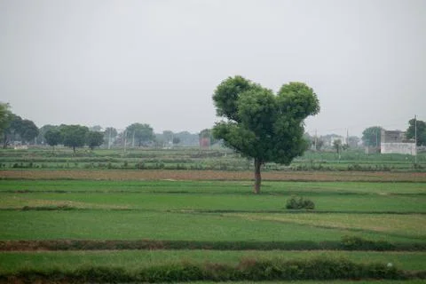 Alone tree in grass field Stock Photos