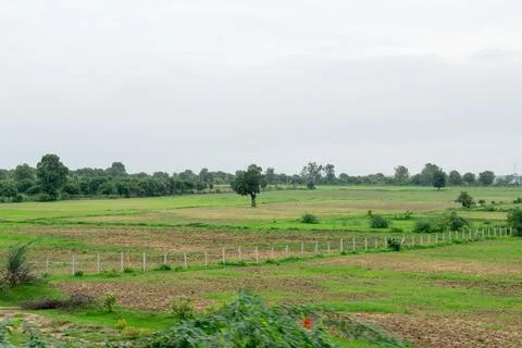 Alone tree in grass field Stock Photos