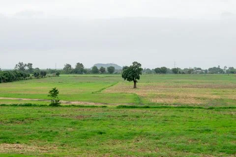 Alone tree in grass field Stock Photos