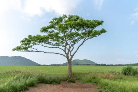  Alone tree on the green field Stock Photos