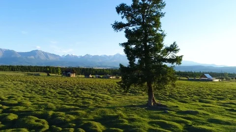Alone tree on the green meadow at sunset. aerial slow motion 4k Stock Footage 77888730