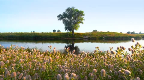 Alone tree growing above water. Stock Footage 64931871