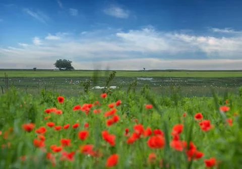 Alone tree on the horizon of fields under a beautiful sky, blooming poppies Stock Photos
