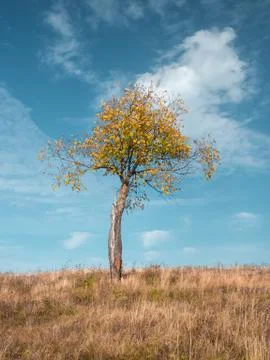 Alone tree at the meadow in fall time Stock Photos