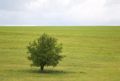 Alone tree on meadow Stock Photos