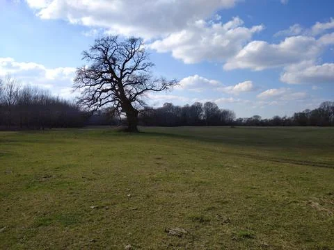 Alone tree on the meadow Stock-Fotos