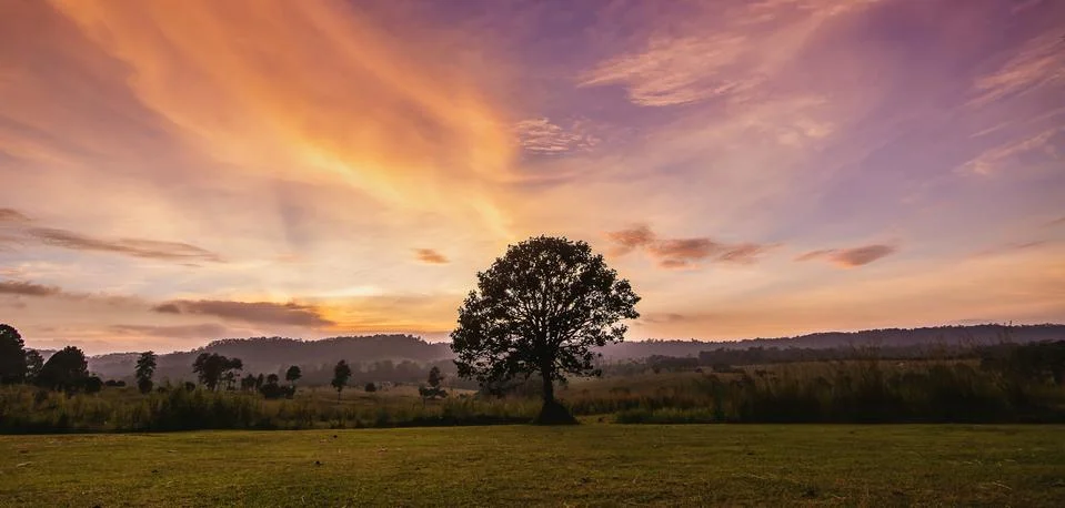 Alone tree on meadow at sunset Stock Photos