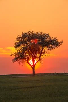 Alone tree on meadow at sunset with sun behind the tree Stock Photos