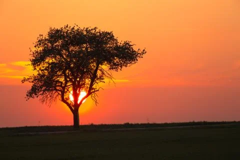 Alone tree on meadow at sunset with sun behind the tree Stock Photos