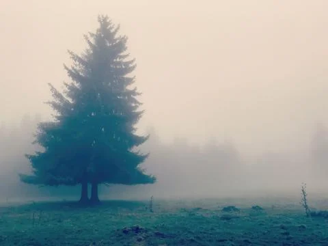 An alone tree in the mist Stock Photos