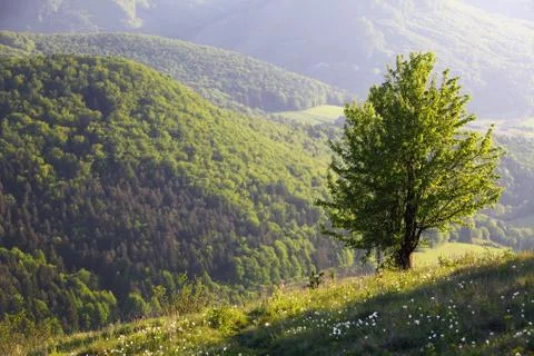 Alone tree in mountain Stock Photos