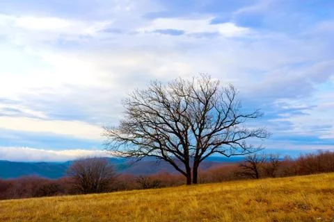 Alone tree in mountain Stock Photos