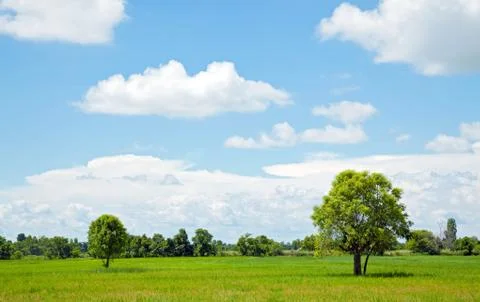 Alone tree Stock Photos