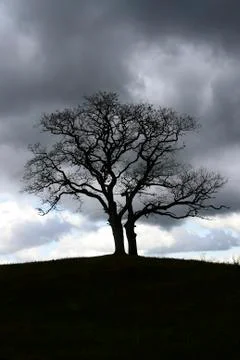 Alone tree Photos