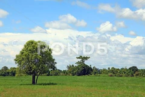 Alone tree Stock Photos