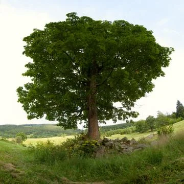 Alone tree Stock Photos