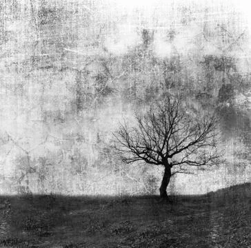 Alone  tree Stock Photos