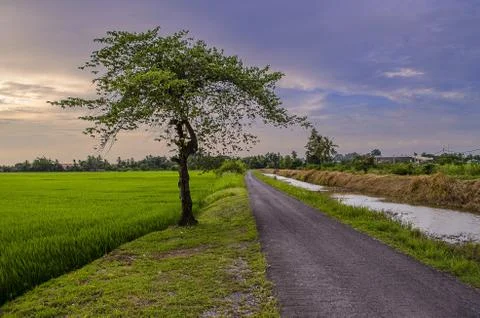 Alone Tree Stock Photos
