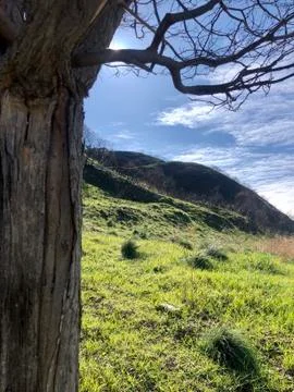 Alone tree Stock Photos