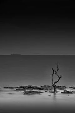 Alone Tree Stock Photos