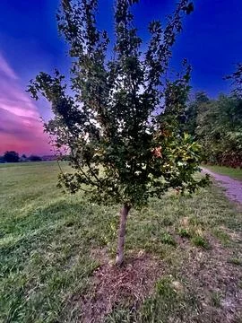 Alone TREE Stock Photos