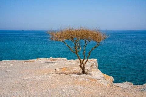 Alone Tree Stock Photos
