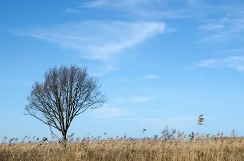 Alone tree in the reeds Stock Photos