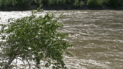 Alone tree by the river. Video stock 75722468